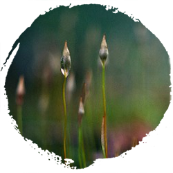 Who Is The Wild Woman?